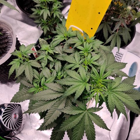 Gelat.OG growlog timeline photo