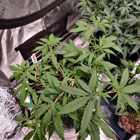 Mephisto Mango Smile growlog timeline photo