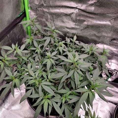 Cinex_1.0 growlog timeline photo