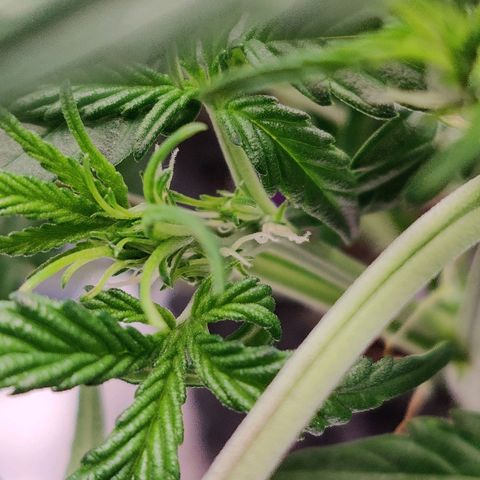 Gelat.OG growlog photo: Showing preflower hairs