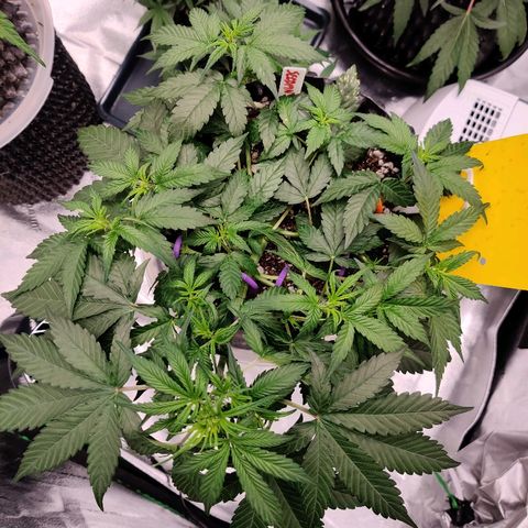 Gelat.OG growlog photo: Showing preflower hairs