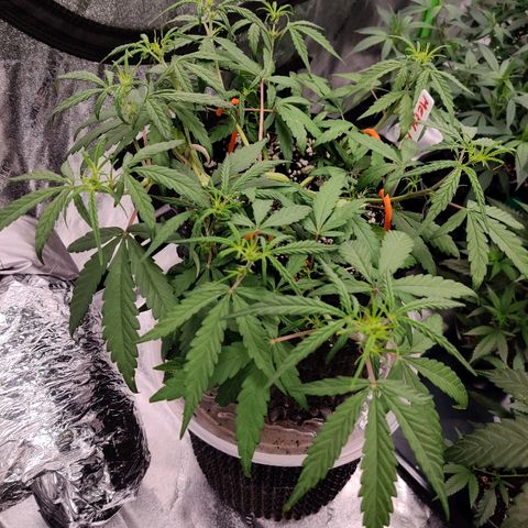 Mephisto Mango Smile growlog photo: Signs of improvement 4 hrs after watering and nutes