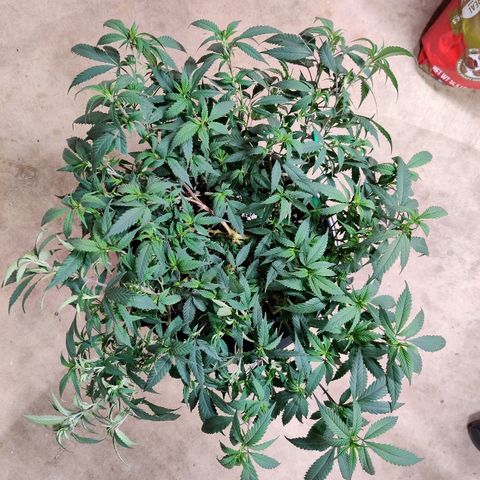 Cinex_1.0 growlog timeline photo