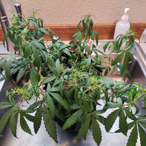 Mephisto Mango Smile growlog photo: Flush