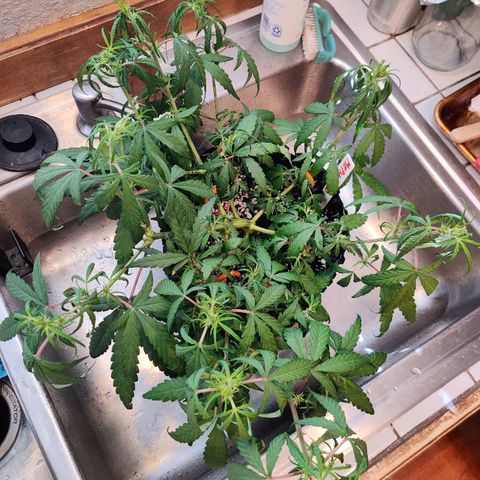 Mephisto Mango Smile growlog photo: Flush