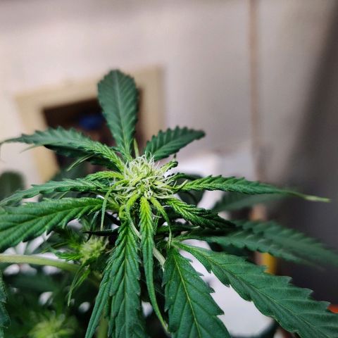 Canuk Critical Mass growlog photo: Pre-trim/train