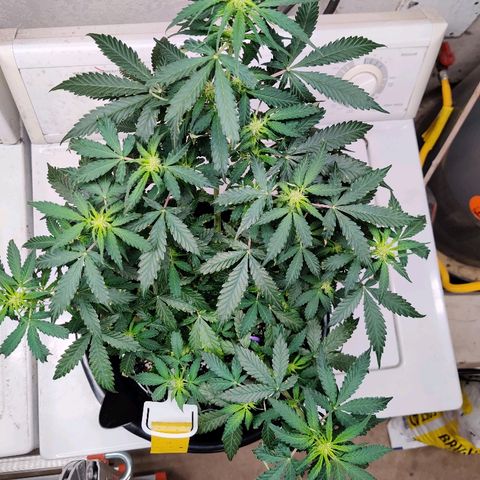 Canuk Critical Mass growlog timeline photo