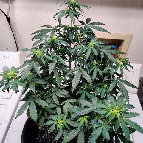Canuk Critical Mass growlog photo: Pre-trim/train