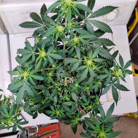 Canuk Critical Mass growlog photo: Post-trim/train