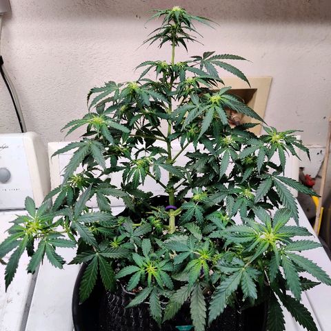 Canuk Critical Mass growlog photo: Post-trim/train