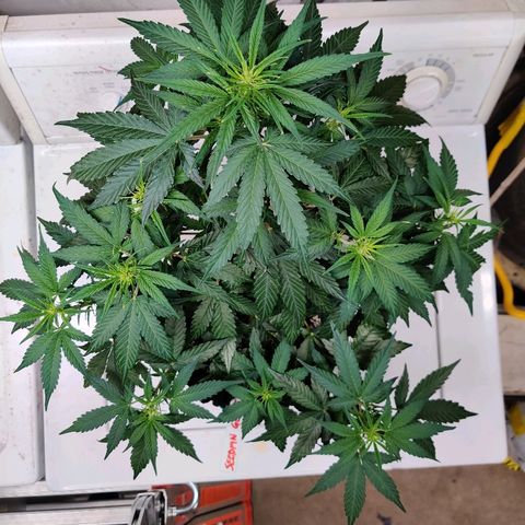 Gelat.OG growlog photo: Pre-trim/train