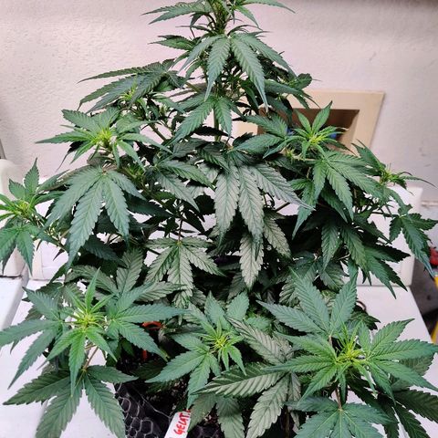 Gelat.OG growlog photo: Pre-trim/train