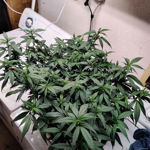 Cinex_1.0 growlog photo: Pre-trim