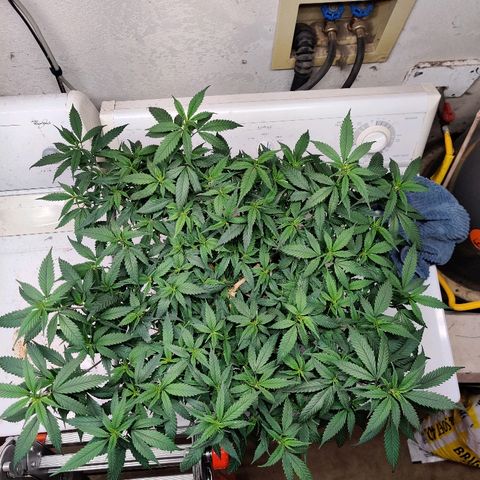 Cinex_1.0 growlog photo: Pre-trim