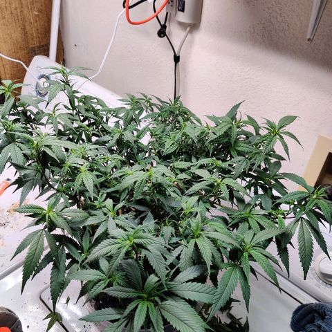 Cinex_1.0 growlog photo: Post-trim