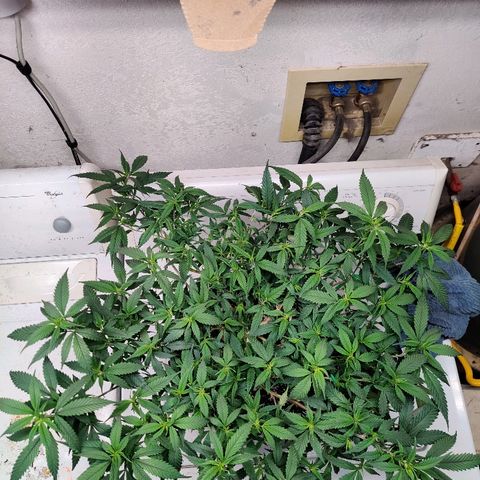 Cinex_1.0 growlog photo: Post-trim