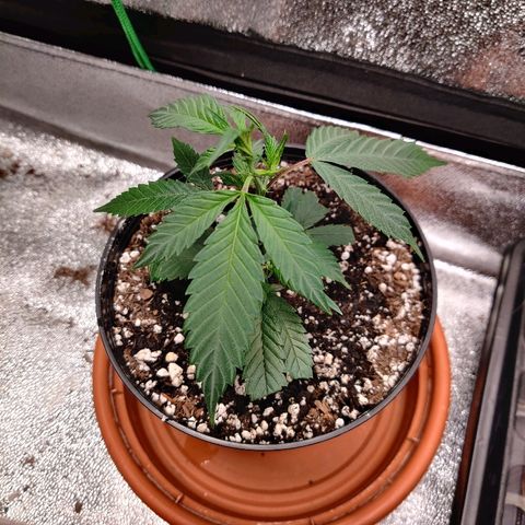 Cinex_1.1 growlog timeline photo