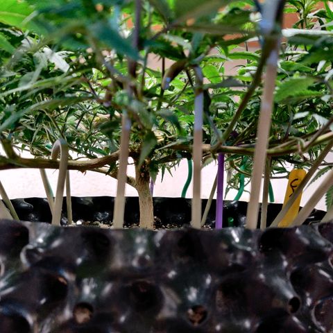 Cinex_1.0 growlog timeline photo