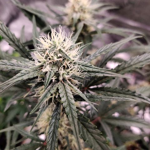 Mephisto DG x SW growlog in Small tent