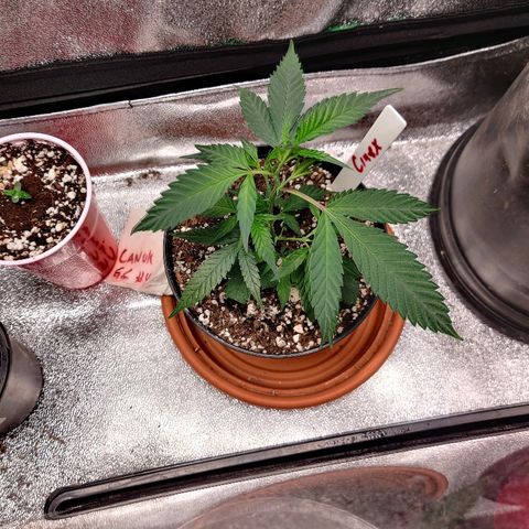 Cinex_1.1 growlog timeline photo