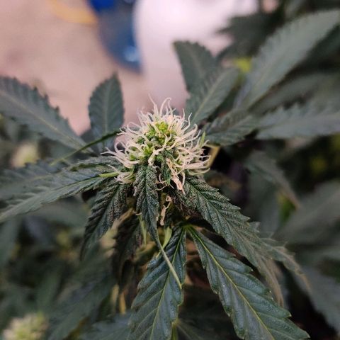 Canuk Critical Mass growlog timeline photo