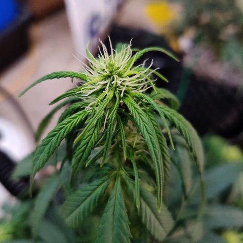 Gelat.OG growlog timeline photo