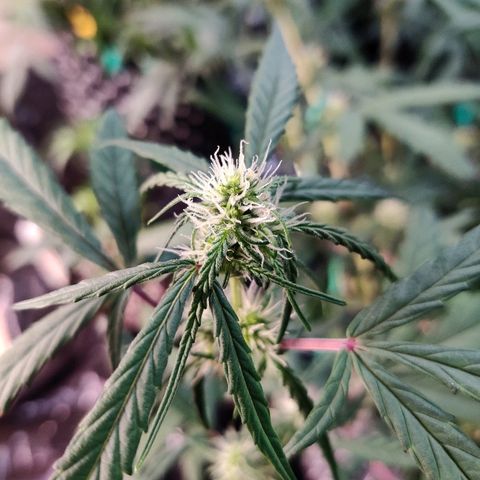 Mephisto Mango Smile growlog timeline photo