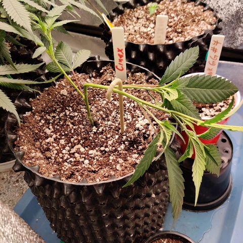 Cinex_1.1 growlog timeline photo