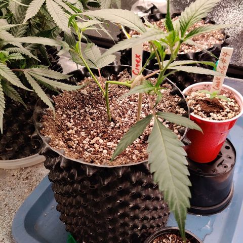 Cinex_1.1 growlog photo: 3.5hrs after lst