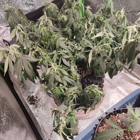 Cinex_1.0 growlog photo: Yikes! It needs the water.
