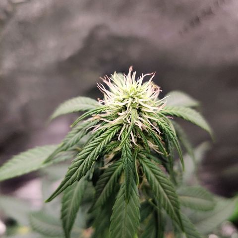 Gelat.OG growlog timeline photo