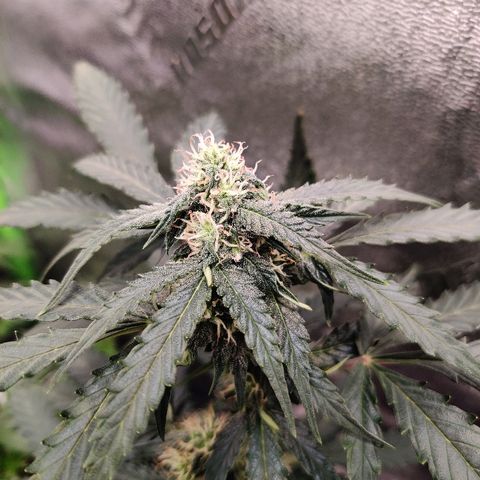 Canuk Critical Mass growlog timeline photo