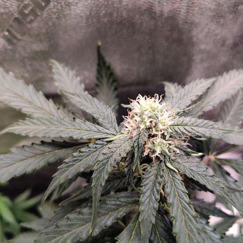 Canuk Critical Mass growlog timeline photo