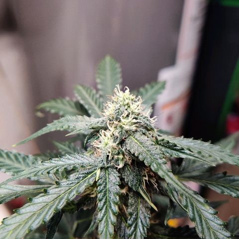 Canuk Critical Mass growlog timeline photo