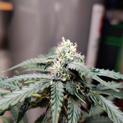 Canuk Critical Mass growlog timeline photo