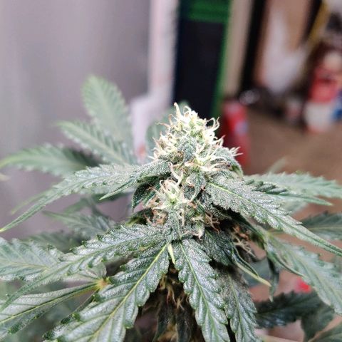 Canuk Critical Mass growlog timeline photo