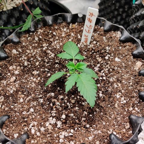 Canuk GG#4 growlog timeline photo