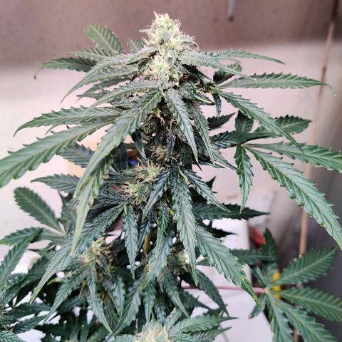 Canuk Critical Mass growlog timeline photo