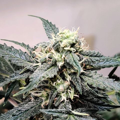 Canuk Critical Mass growlog timeline photo