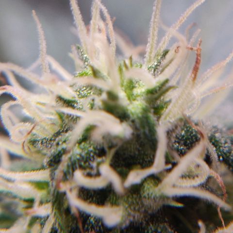 Canuk Critical Mass growlog timeline photo
