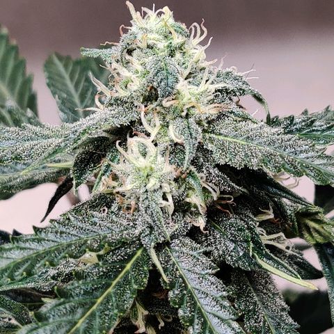 Canuk Critical Mass growlog timeline photo