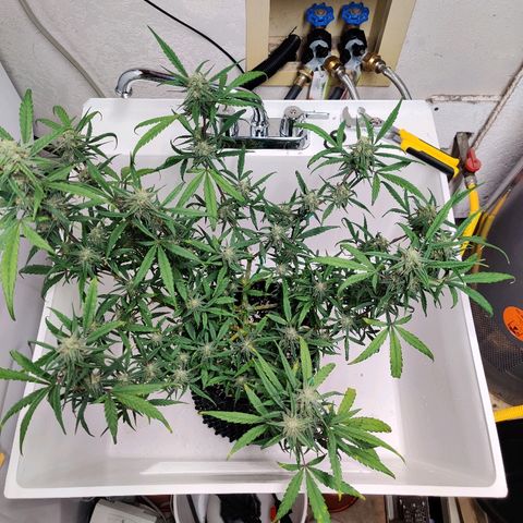 Mephisto Mango Smile growlog timeline photo