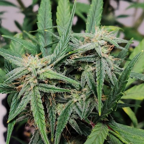 Mephisto Mango Smile growlog timeline photo