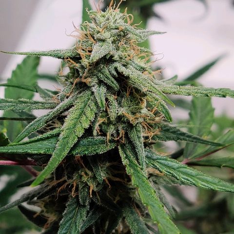 Mephisto Mango Smile growlog timeline photo