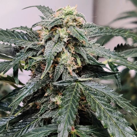Canuk Critical Mass growlog timeline photo