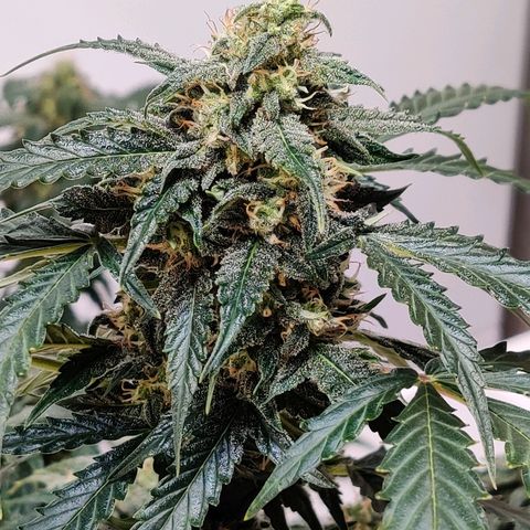 Canuk Critical Mass growlog timeline photo