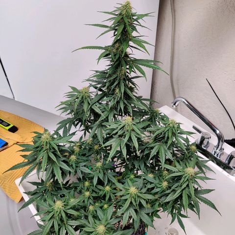 Gelat.OG growlog timeline photo