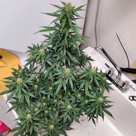 Gelat.OG growlog timeline photo