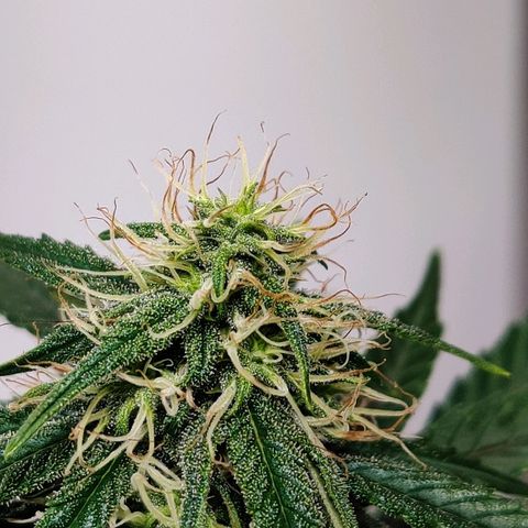 Gelat.OG growlog timeline photo