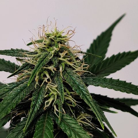 Gelat.OG growlog timeline photo